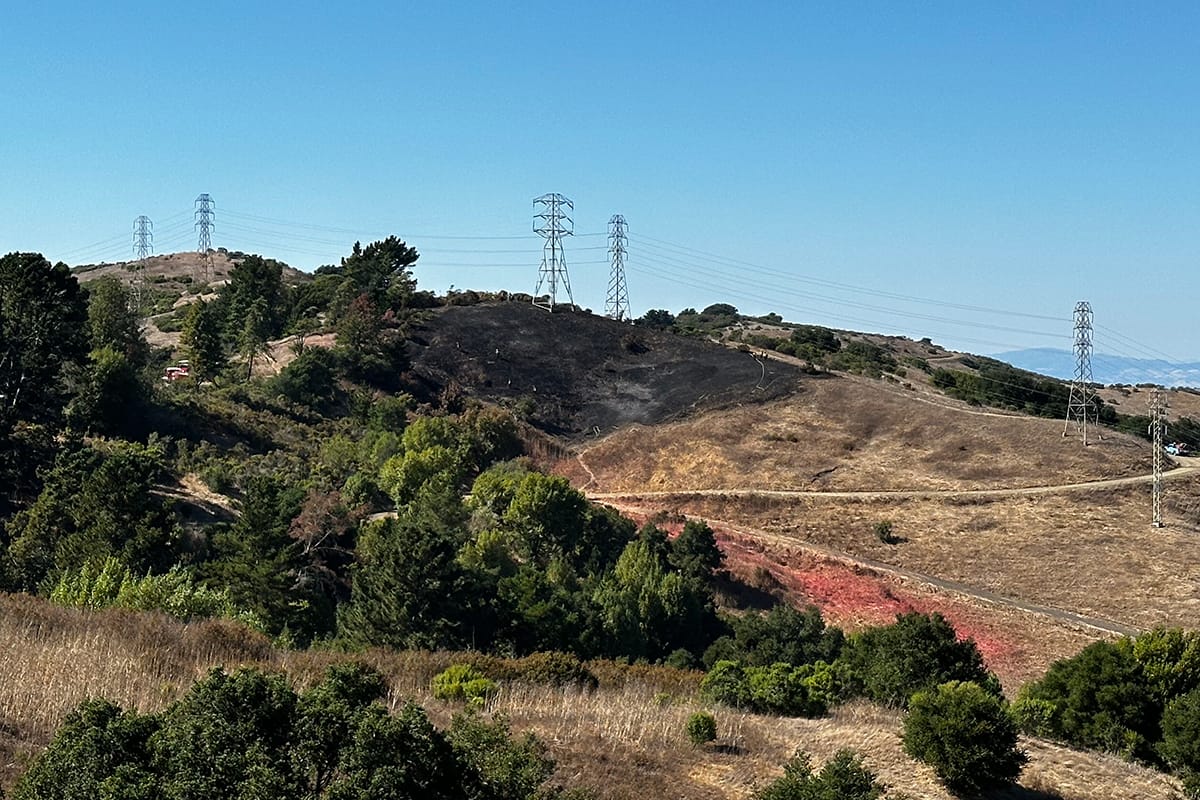 Vulture survives after starting Berkeley grass fire